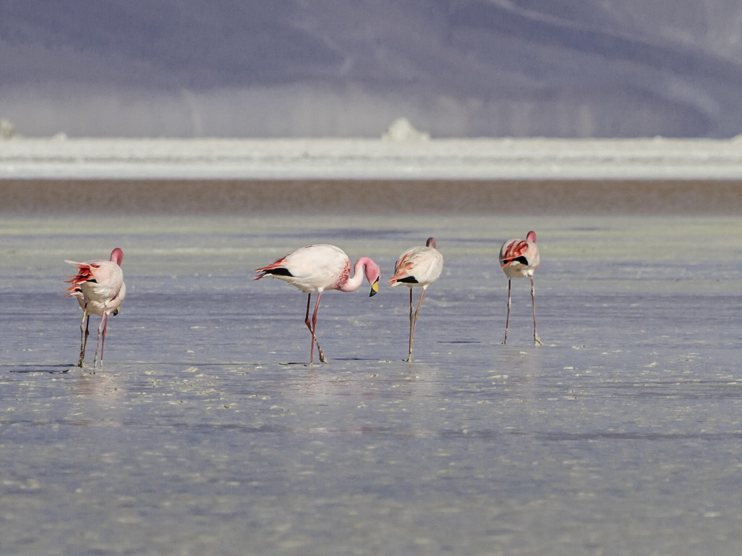 Ibis Calama Exteriér fotografie